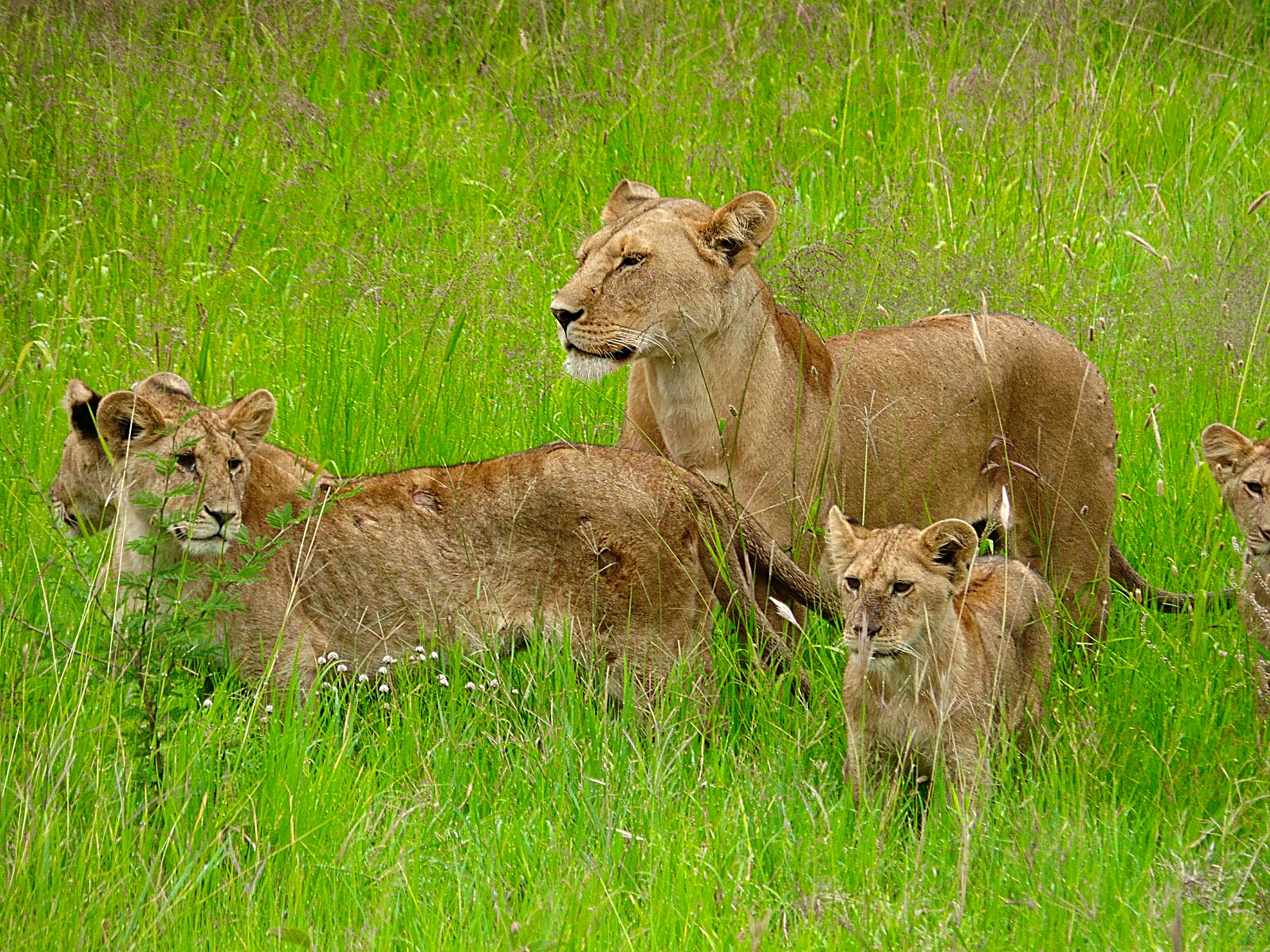 Northern Circuit Highlights safari