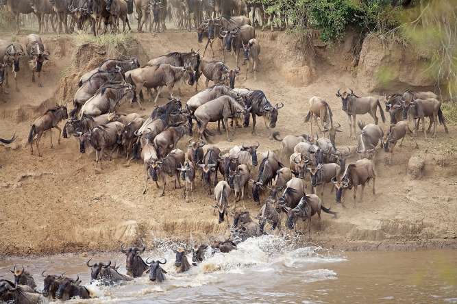 Great Migration safari