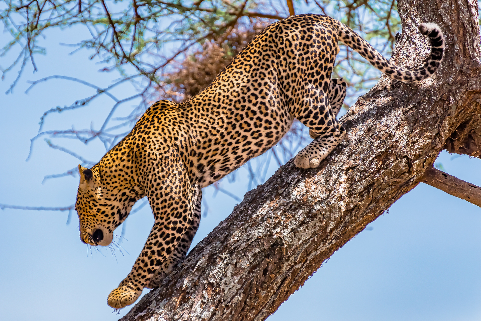 Safari