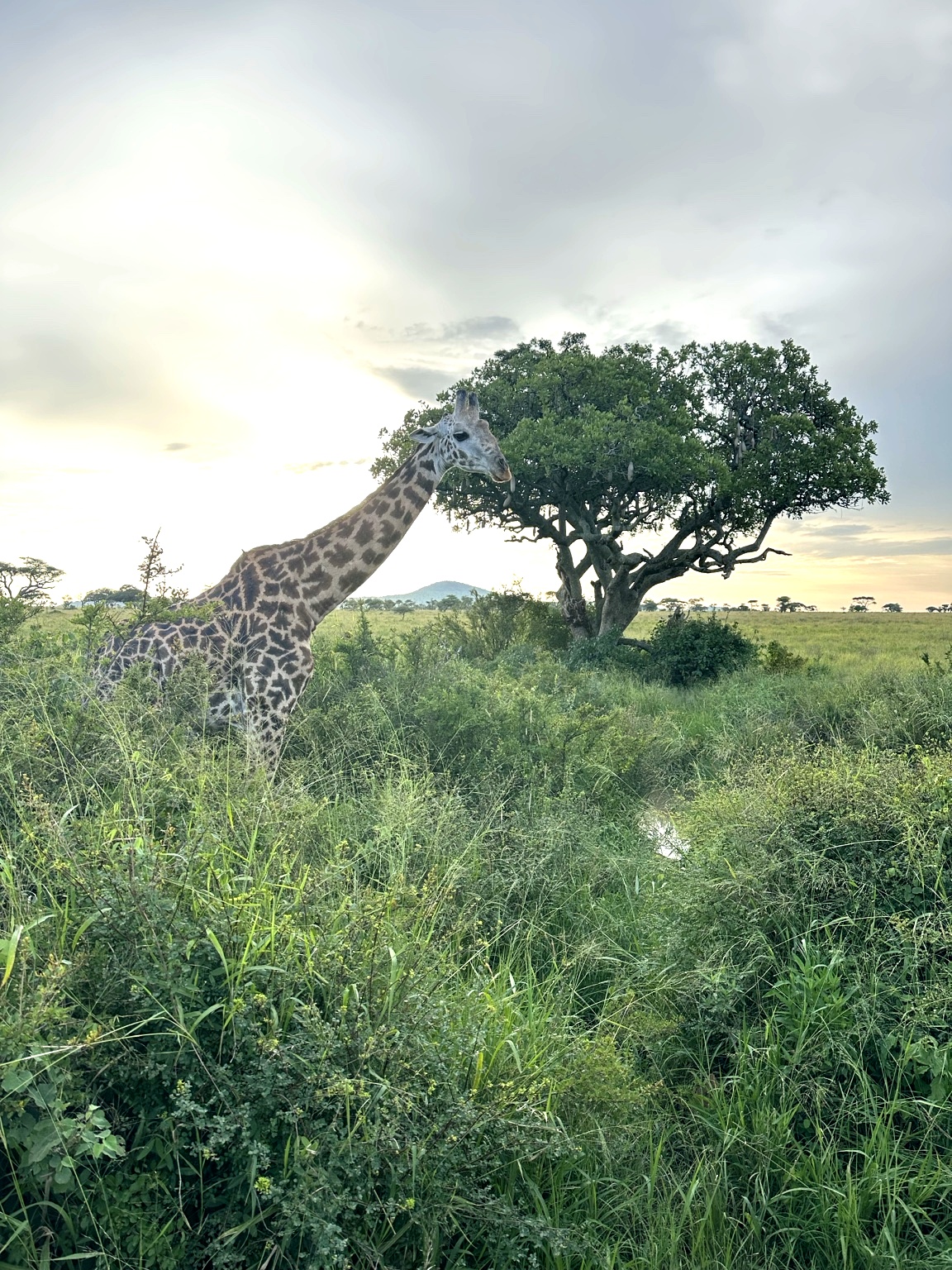 Tarangire, Ngorongoro and Lake Manyara safari