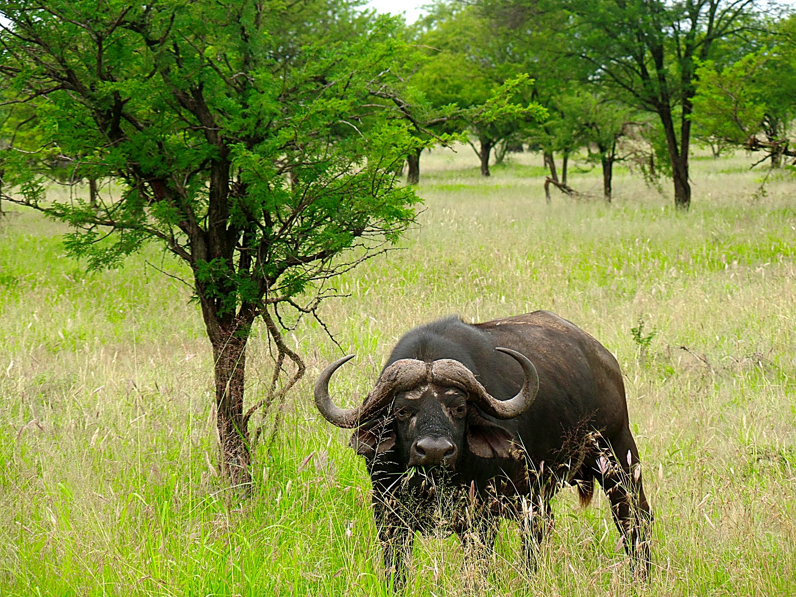 Tarangire Serengeti Ngorongoro safari
