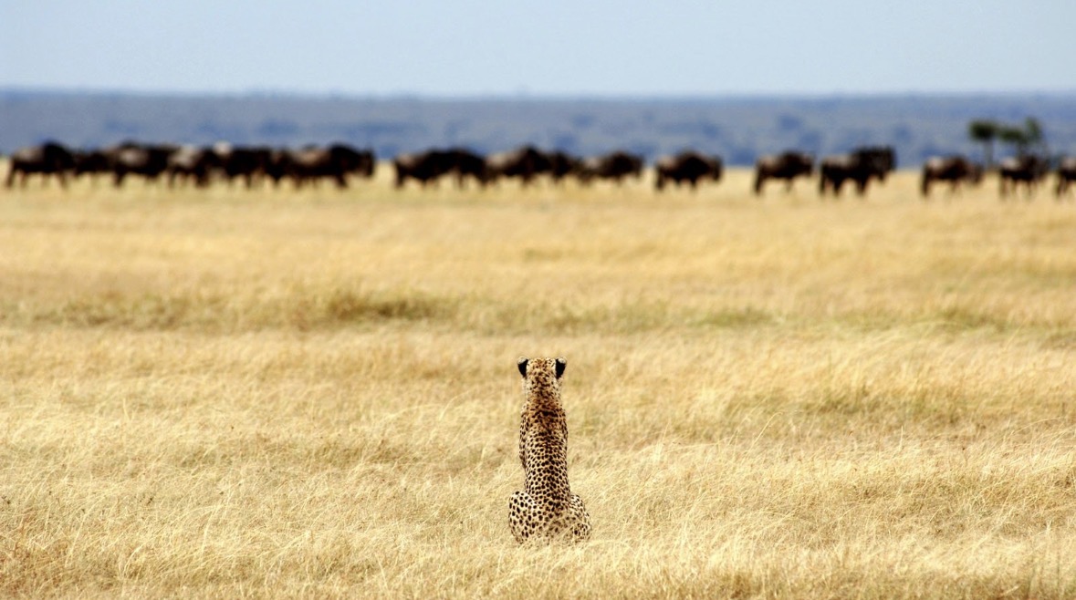 Lake Manyara Serengeti Ngorongoro safari