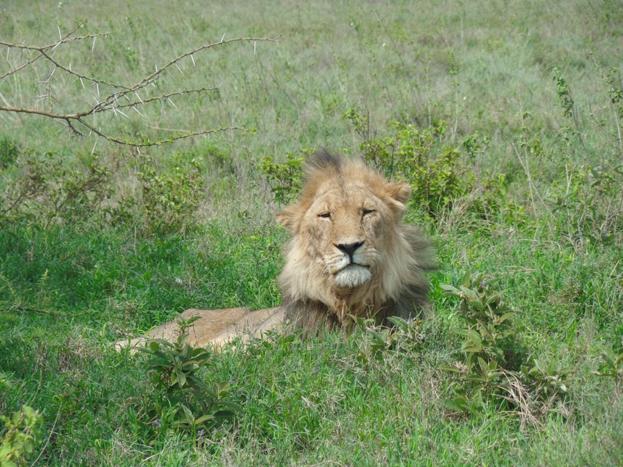 Safari