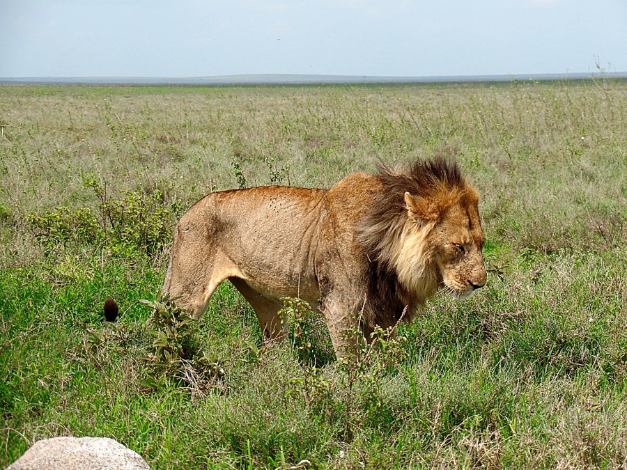 Safari