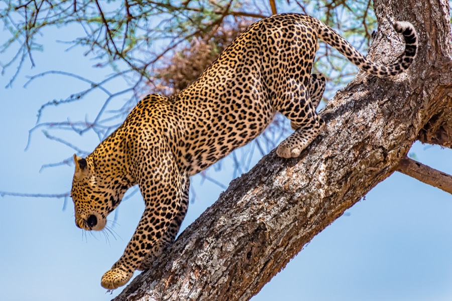 Safari